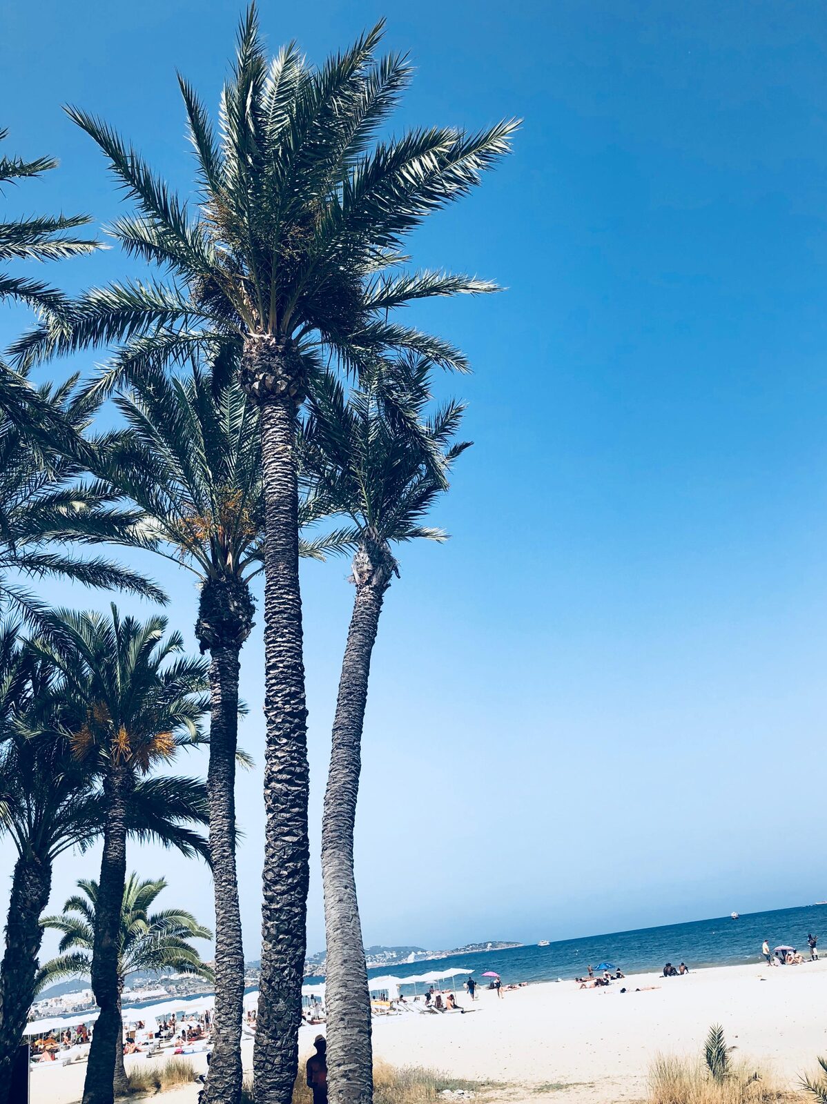 Plage de palmiers sur la Côte d'Azur près de Marseille